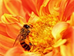 Μέλισσες-«λαγωνικά» ανιχνεύουν ναρκωτικές ουσίες